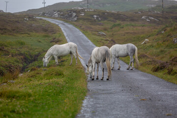 Eriskay ponies walking along a road on a cold wet day, Image shows wild Eriskay ponies walking down a single asphalt track during a downpour on a summers day