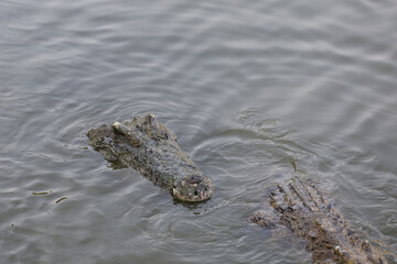 Close up salt crocodile is show head in river