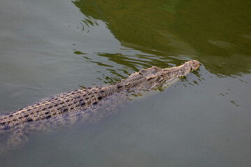 Close up salt crocodile is show head in river