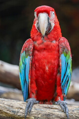 Close up head the red macaw parrot bird in garden