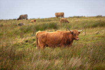 Highland cow in the long grass, Image shows a brown highland cow on a remote Scottish island 