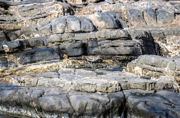 grey sandpiper on rocks near the sea looking for food on a hot day on the island of Crete Greece