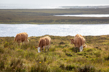 Cows on top of a hill in North Uist grazing with a lake and view of the sea in the background
