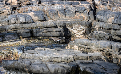grey sandpiper on rocks near the sea looking for food on a hot day on the island of Crete Greece
