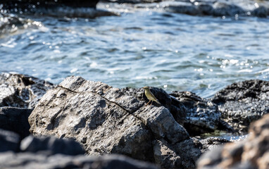 warbler small bird on rocks near the sea looking for food on a hot day on the island of Crete Greece