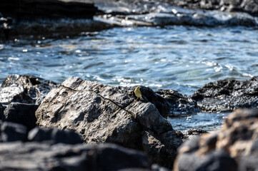 warbler small bird on rocks near the sea looking for food on a hot day on the island of Crete Greece