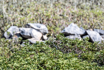 warbler small bird on rocks near the sea looking for food on a hot day on the island of Crete Greece