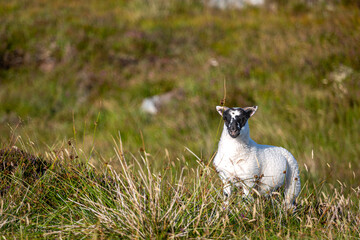 Scottish Blackface lamb in South Uist, Image shows a young lamb recently born in the long grass with a white fluffy coat and small horns