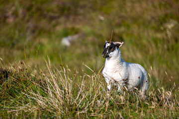 Scottish Blackface lamb in South Uist, Image shows a young lamb recently born in the long grass with a white fluffy coat and small horns © J.Woolley