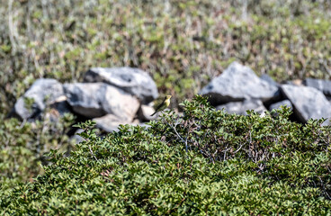 warbler small bird on rocks near the sea looking for food on a hot day on the island of Crete Greece