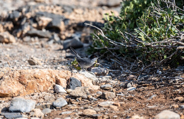 grey European warbler looking for food in dry bushes on the island of Crete Greece