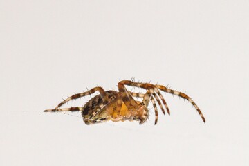 Spider (Araneus diadematus) caught in its web on a window 