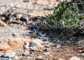 grey European warbler looking for food in dry bushes on the island of Crete Greece