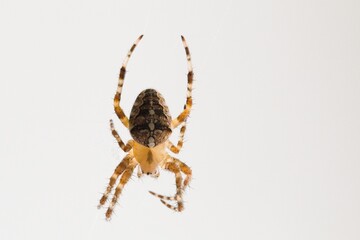 Spider (Araneus diadematus) caught in its web on a window