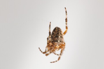 Spider (Araneus diadematus) caught in its web on a window 