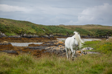 Obraz premium Eriskay pony on the isle of south Uist, Image shows a beautiful white, grey wild pony stallion in his natural environment