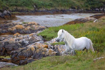 Obraz premium Eriskay pony on the isle of south Uist, Image shows a beautiful white, grey wild pony stallion in his natural environment