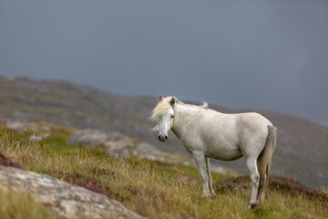 Fototapeta premium Eriskay pony on the isle of south Uist, Image shows a beautiful white, grey wild pony stallion in his natural environment