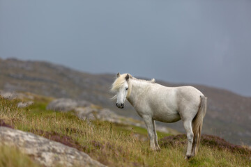 Obraz premium Eriskay pony on the isle of south Uist, Image shows a beautiful white, grey wild pony stallion in his natural environment