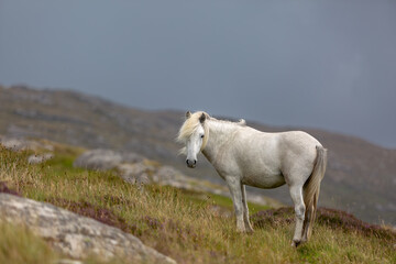 Eriskay pony on the isle of south Uist, Image shows a beautiful white, grey wild pony stallion in his natural environment