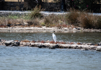 a white heron sits motionless and hunts for fish on a sunny day in Crete Greece