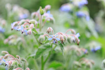 Delicate Blue Borage Blossoms Glowing in the Sunlight