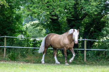 Horse in a grass field, Image shows a Section D Welsh cob palomino stallion in a grass paddock on a...