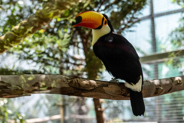 bright tropical toucan in greenery on a tree on a sunny day on the island of Crete Greece