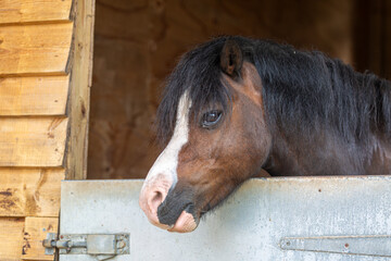 Section A Welsh cob gelding leaning over his stable, Image shows the bay coloured 10 year old gelding leaning over his stable door with his ears up  © J.Woolley