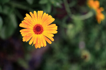 A Dew-Kissed Pot Marigold: A Nature's Gem