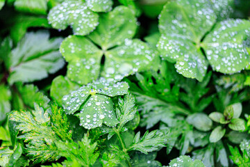A Morning Dew-Kissed Clover Patch: A Nature's Delight
