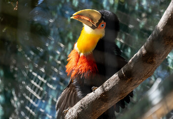 bright tropical toucan in greenery on a tree on a sunny day on the island of Crete Greece