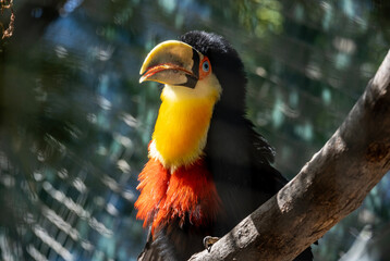 bright tropical toucan in greenery on a tree on a sunny day on the island of Crete Greece