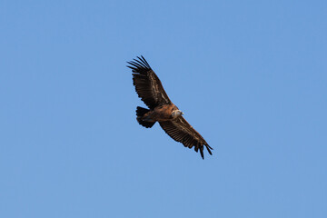 Buitre leonado (gyps fulvus) volando con espacio negativo, Alcoy, España