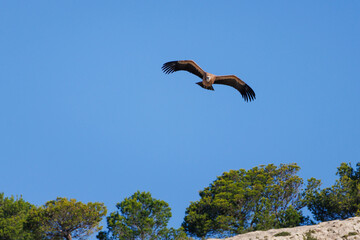 Vista frontal de buitre leonado (gyps fulvus) volando sobre pinos con espacio negativo, Alcoy,...