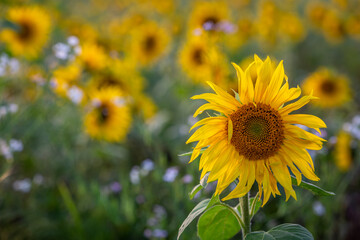 Evening sunset on Salisbury plain in a field full of sunflowers or helianthus annuus, Image shows a beautiful golden sunset illuminating the flowers with a warm glow   