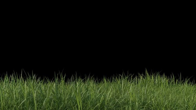 waving grass blade on black background loop animation