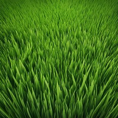 Fototapeta premium a green grassy landscape