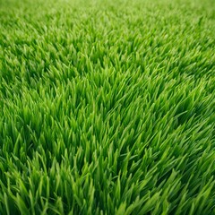 Obraz premium a green grassy landscape