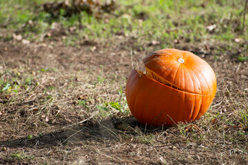 Pumpkin growing in a field