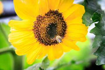 A Sunny Day's Delight: A Bee's Busy Feast on a Radiant Sunflower