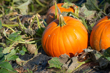 Pumpkins growing in a field