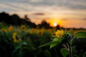 Evening sunset on Salisbury plain in a field full of sunflowers or helianthus annuus, Image shows a beautiful sunset illuminating a Sunflower bud currently in it's reproductive phase ready to bloom