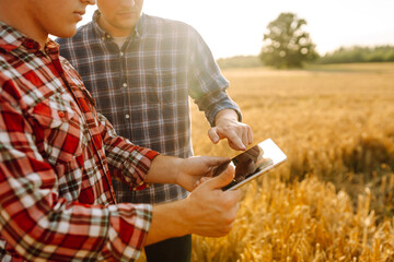 Two farmers discussing crop data while using tablet in a golden wheat field during sunset. Smart...