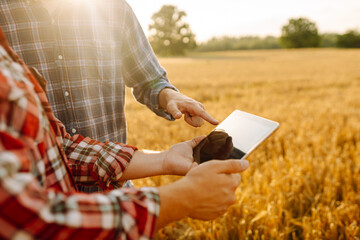 Two farmers discussing crop data while using tablet in a golden wheat field during sunset. Smart farm.