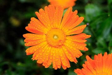 A Sun-Kissed Marigold Blooms with Dewdrops