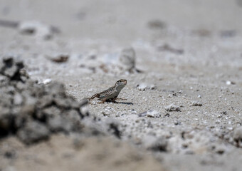 gray lizard looking for moisture on a hot day on the island of Crete Greece