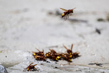 wild wasps collect water on a hot day on the island of Crete Greece