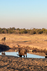 A collection of Buffalo in the African Savannah taking a drink at the Watering Hole in South Africa. 