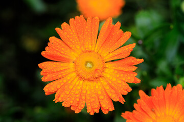 A Sun-Kissed Marigold Blooms with Dewdrops